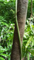 Dioscorea maciba image