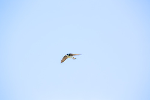 iNaturalist observation photo of Tree Swallow