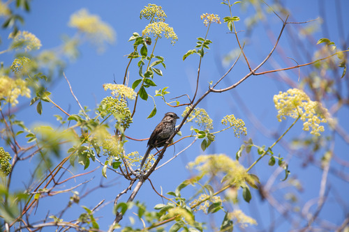iNaturalist observation photo of Song Sparrow