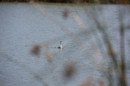 iNaturalist observation photo of Clark's Grebe