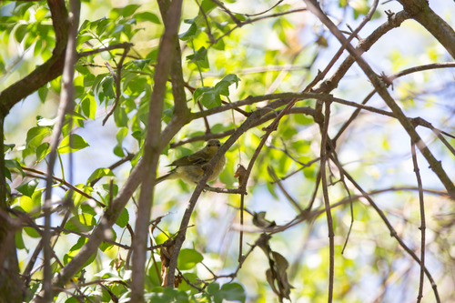 iNaturalist observation photo of Orange-crowned Warbler