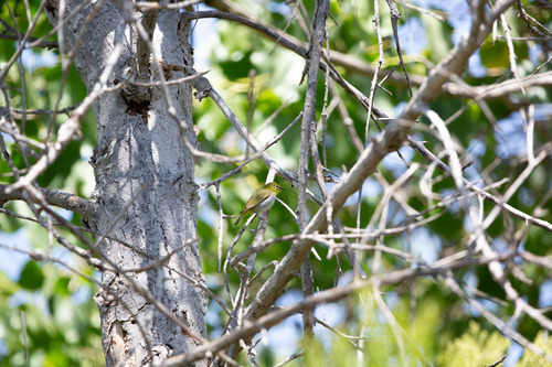 iNaturalist observation photo of Swinhoe's White-eye