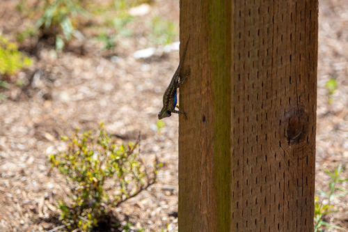 iNaturalist observation photo of Western Fence Lizard