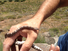 Trimorphodon lyrophanes