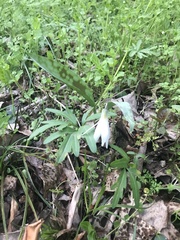 Erythronium albidum