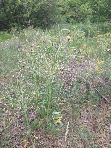 Hesperis tristis, photograph 6