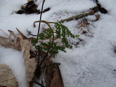 Sceptridium dissectum dissectum