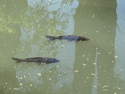 Cyprinus carpio