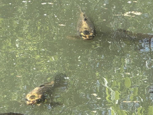 Cyprinus carpio × rubrofuscus