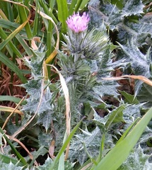 Carduus