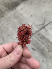 Acer