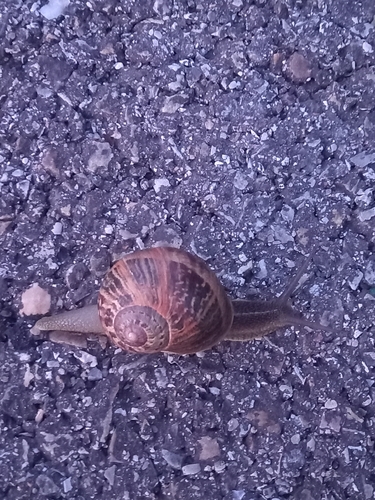 Cornu aspersum