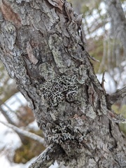 Hypogymnia incurvoides
