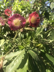 Nicotiana tabacum