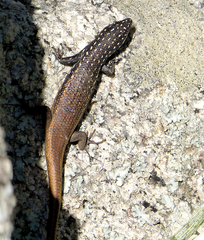 Trachylepis aureopunctata