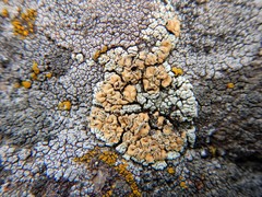 Rhizoplaca chrysoleuca