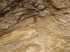 Small Mouse-Tailed Bat photo 3