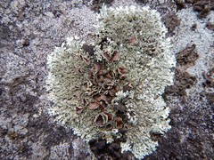 Xanthoparmelia plittii