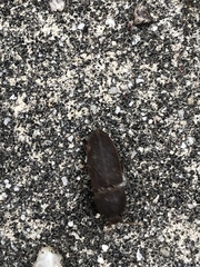 Coleoptera