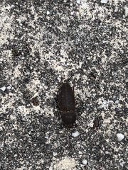 Coleoptera