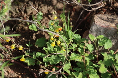 Hermannia althaeoides, photograph (c) Tony Rebelo, some rights reserved (CC BY-SA)