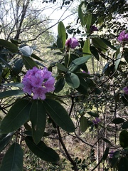 Rhododendron catawbiense