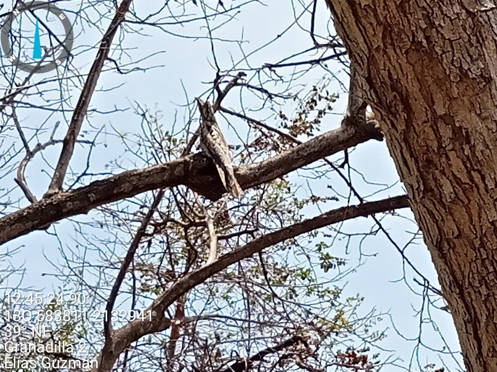 Northern Potoo from 28814 Col., México on May 7, 2026 at 12:45 PM by ...