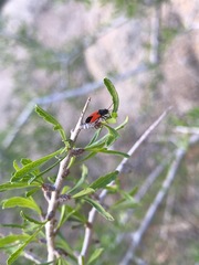 Melanopleurus belfragei