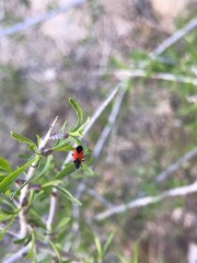 Melanopleurus belfragei