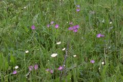 Geranium oreganum