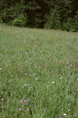 Geranium oreganum