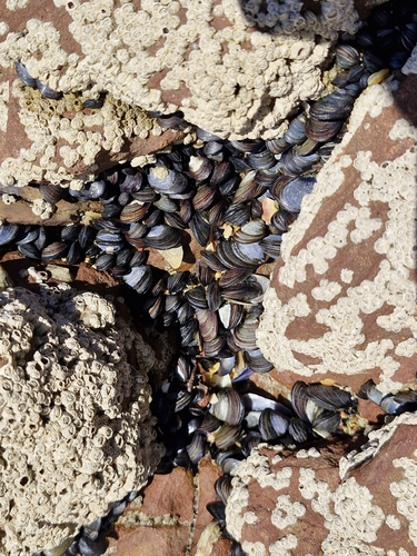 Mytilus galloprovincialis