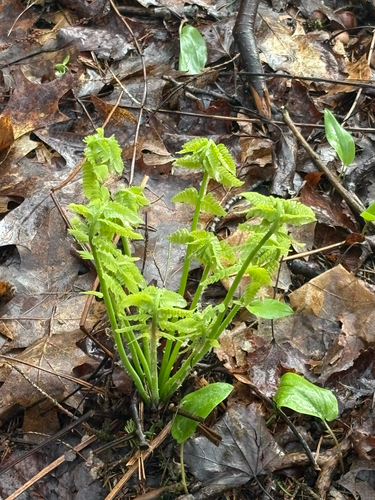 interrupted fern