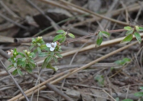 Clinopodium bolivianum, photograph 6