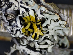 Hypogymnia incurvoides
