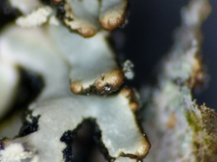 Hypogymnia incurvoides