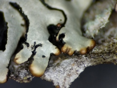 Hypogymnia incurvoides