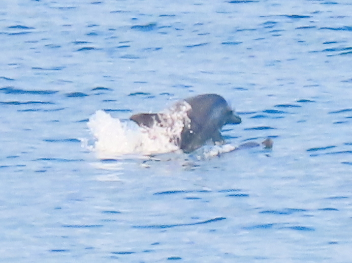 Tursiops truncatus