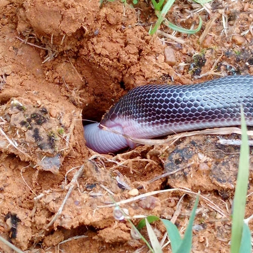 Southern Stiletto Snake