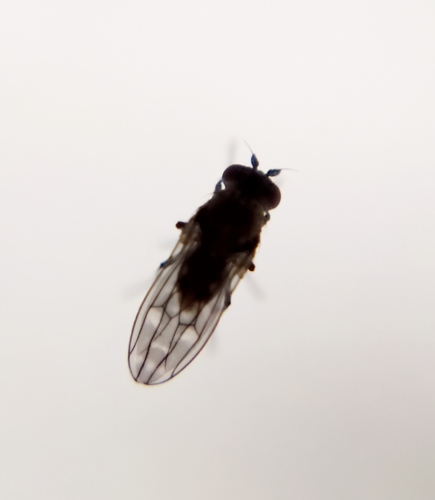 Scatophila caviceps