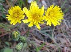 Crepis sancta