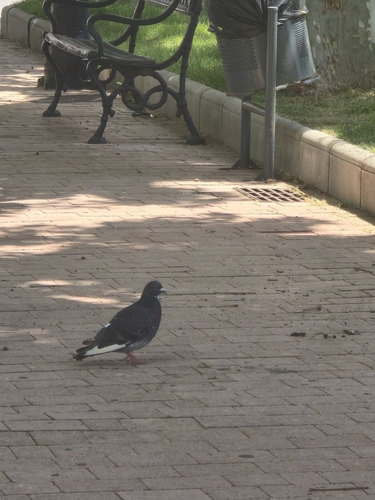 Feral Pigeon