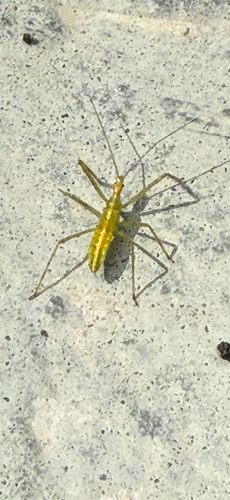 Pale Green Assassin Bug
