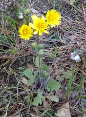 Crepis sancta