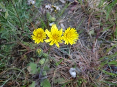 Crepis sancta