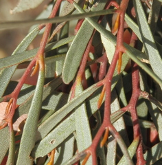 Eucalyptus spathulata spathulata