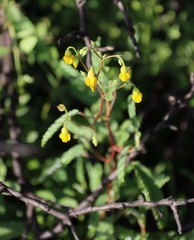 (c) Tony Rebelo, some rights reserved (CC BY-SA) Hermannia althaeoides, photograph (c) Tony Rebelo, some rights reserved (CC BY-SA)