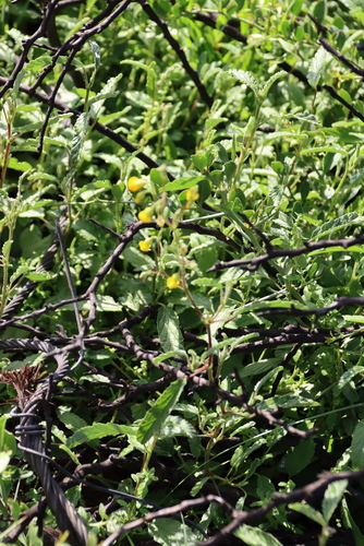 Hermannia althaeoides, photograph 5