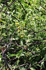 (c) Tony Rebelo, some rights reserved (CC BY-SA) Hermannia althaeoides, photograph (c) Tony Rebelo, some rights reserved (CC BY-SA)
