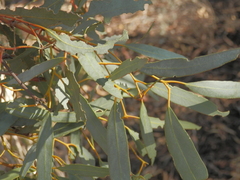 Eucalyptus spathulata spathulata